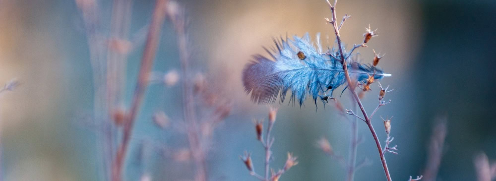 Foto blauw veertje in takje